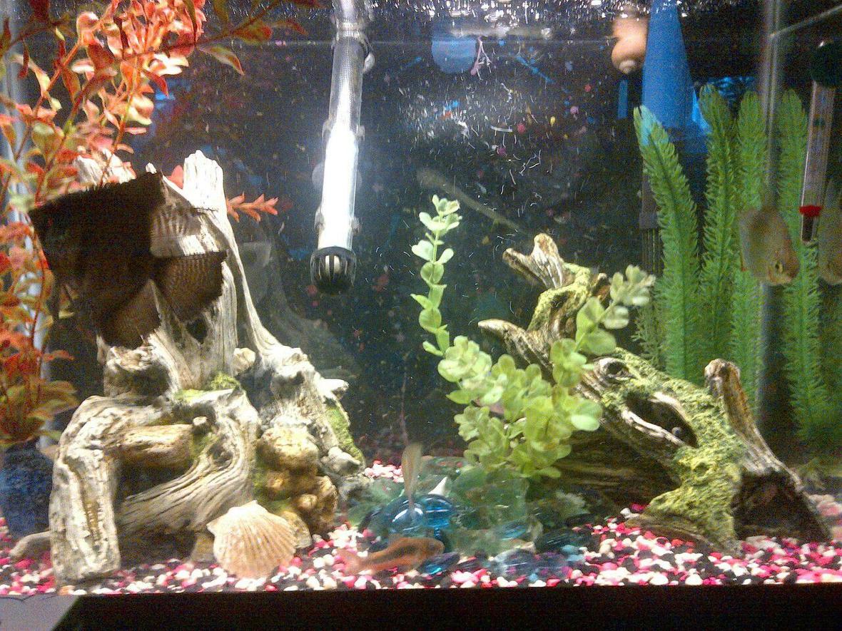 20 gallons freshwater fish tank (mostly fish and non-living decorations) - my 20 gallon, tall