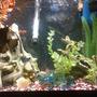 20 gallons freshwater fish tank (mostly fish and non-living decorations) - my 20 gallon, tall