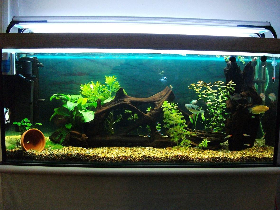 50 gallons planted tank (mostly live plants and fish) - 4ft fresh water tropical planted tank.