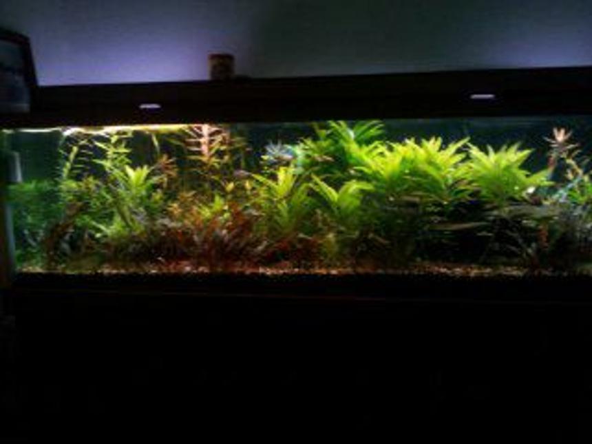 Rated #35: 125 Gallons Planted Tank - full view