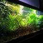 fish tank picture - angle view