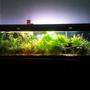 fish tank picture - ho lights on