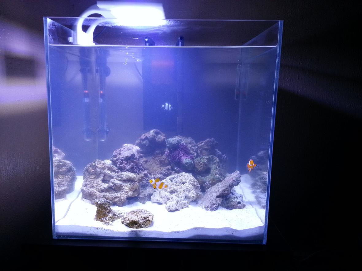 25 gallons saltwater fish tank (mostly fish, little/no live coral) - Aquatop HCC-18 25g tank.