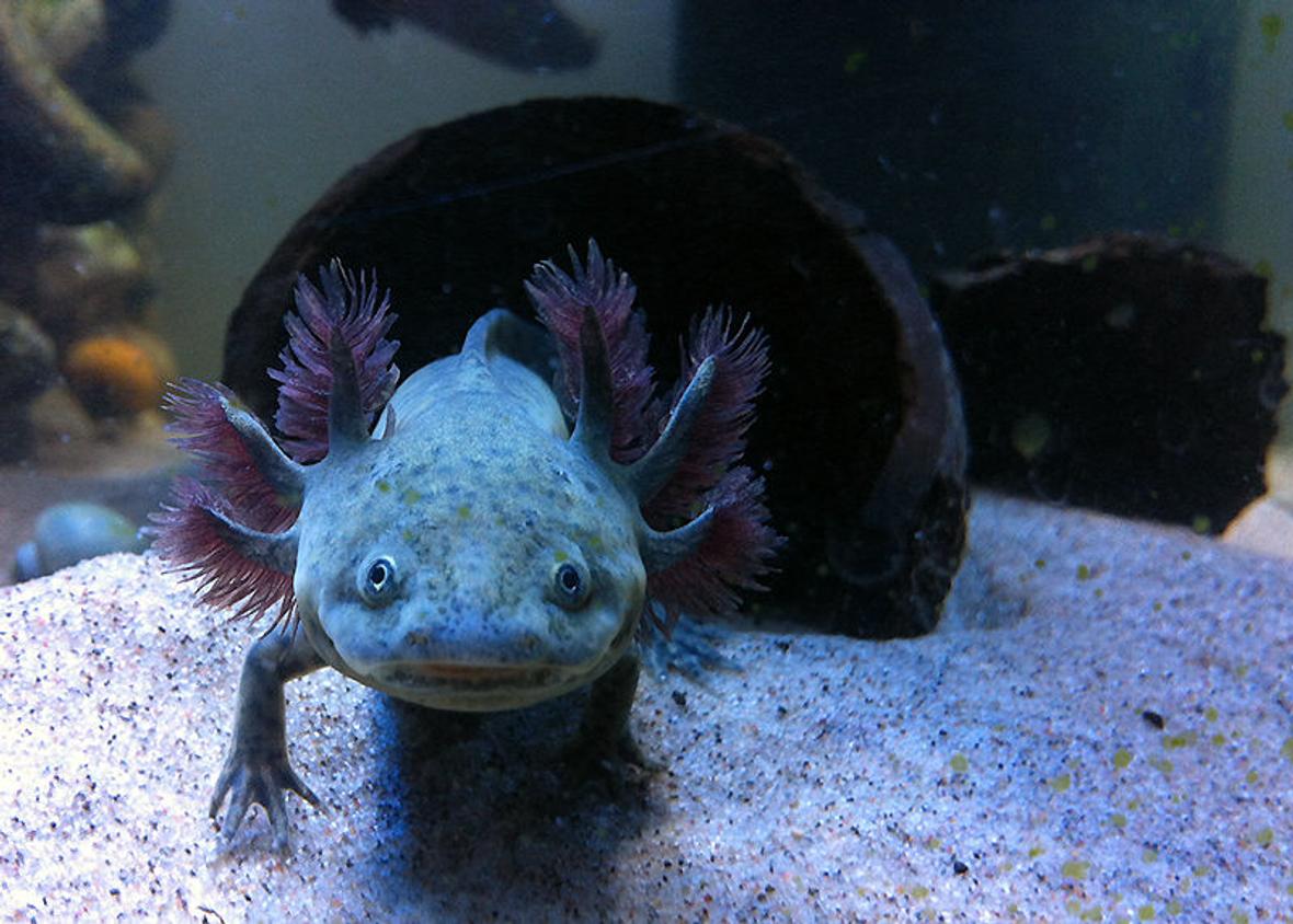 freshwater fish - ambystoma mexicanum - axolotl stocking in 105 gallons tank - Axolotl