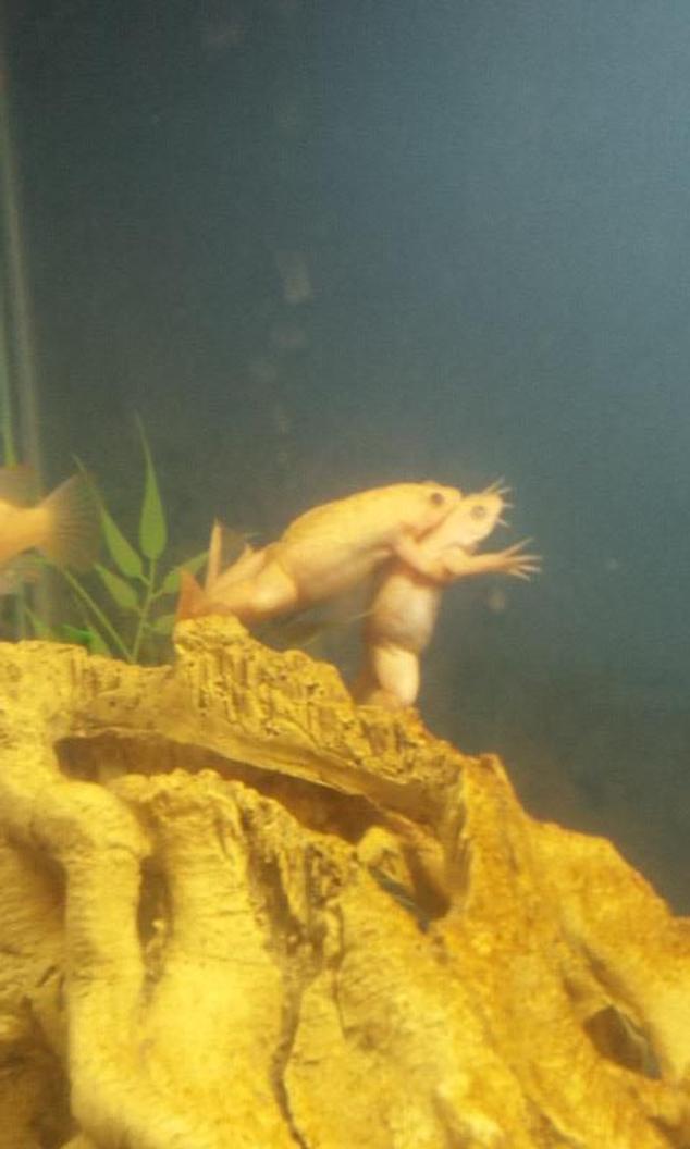 corals inverts - xenopus laevis - african clawed frog stocking in 29 gallons tank - my albino african clawed frogs