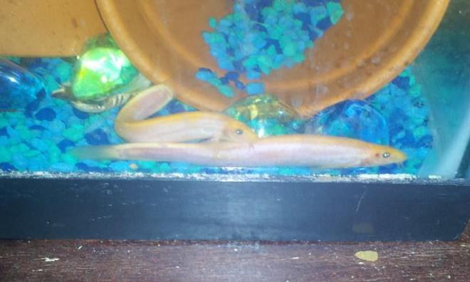 freshwater fish - misgurnus anguillicaudatus - dojo loach stocking in 29 gallons tank - my dojo loaches