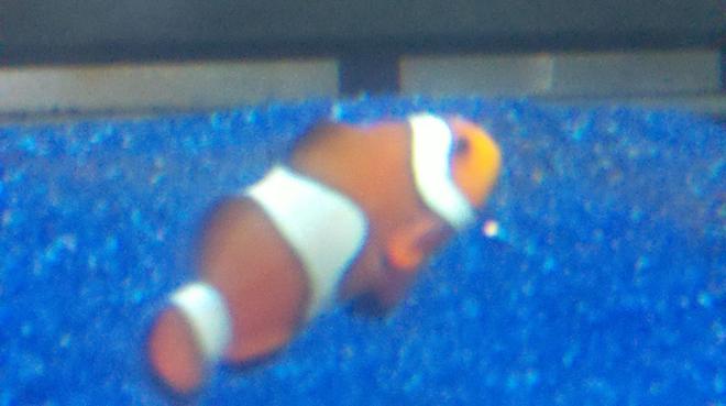 saltwater fish - amphiprion percula - true percula clownfish stocking in 55 gallons tank - Few of my clowns