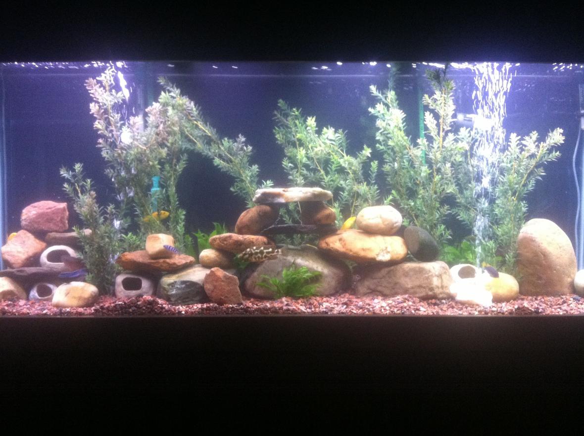 150 gallons freshwater fish tank (mostly fish and non-living decorations) - 150 gallon, mixed cichlids.
