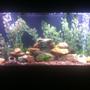 150 gallons freshwater fish tank (mostly fish and non-living decorations) - 150 gallon, mixed cichlids.