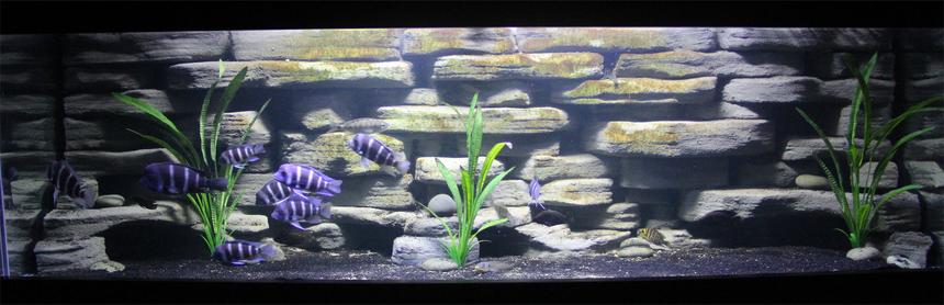 Rated #35: 125 Gallons Freshwater Fish Tank - 125 Gallon with Custom built background