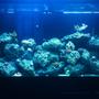 90 gallons reef tank (mostly live coral and fish) - My tank with small frags, ready to buy some more than let the garden grow!