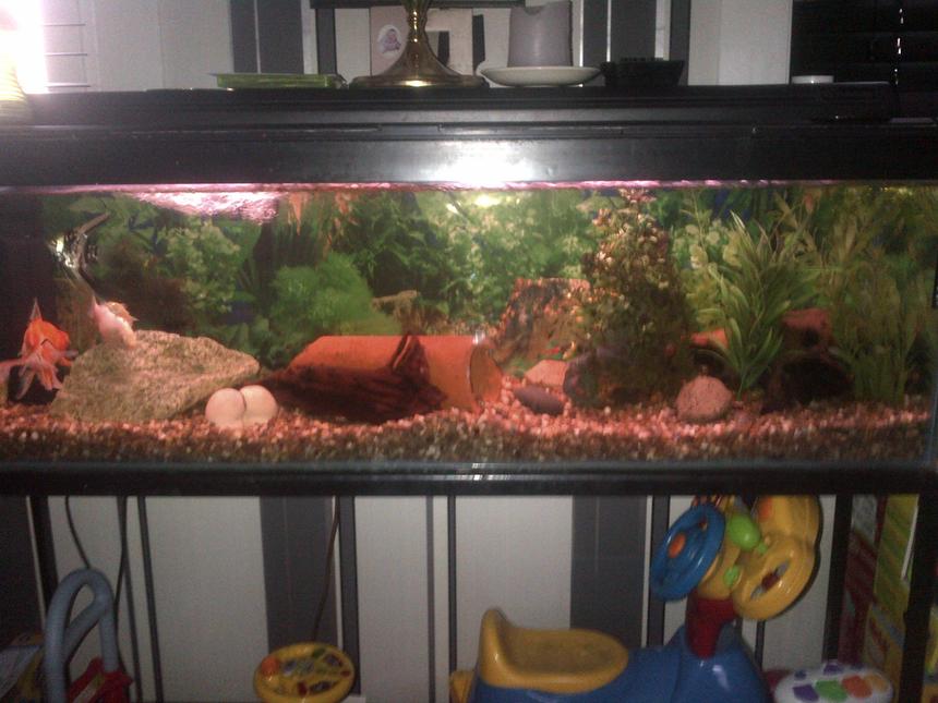 Rated #160: 8 Gallons Freshwater Fish Tank - This is my tank set up