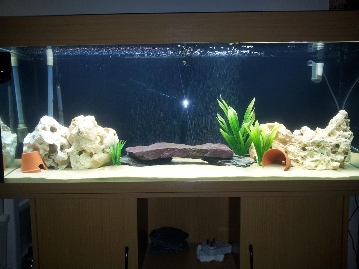 52 gallons freshwater fish tank (mostly fish and non-living decorations) - Lake Malawi Tank