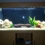 52 gallons freshwater fish tank (mostly fish and non-living decorations) - Lake Malawi Tank