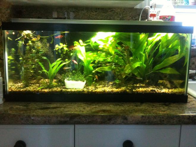 60 gallons planted tank (mostly live plants and fish) - 20 gallon long planted with co2