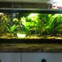 60 gallons planted tank (mostly live plants and fish) - 20 gallon long planted with co2