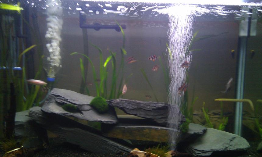 Rated #84: 55 Gallons Planted Tank - My tank as of 7/01/2013
