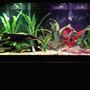 55 gallons freshwater fish tank (mostly fish and non-living decorations) - 55 gallon Freshwater 2 Marineland Bio 350 Filters Fluval G3 Digital Canister Filter Fluval Heater All artificial plants 6 Silver Dollars 2 Blue Gourami