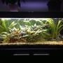 30 gallons planted tank (mostly live plants and fish) - My fish tank
