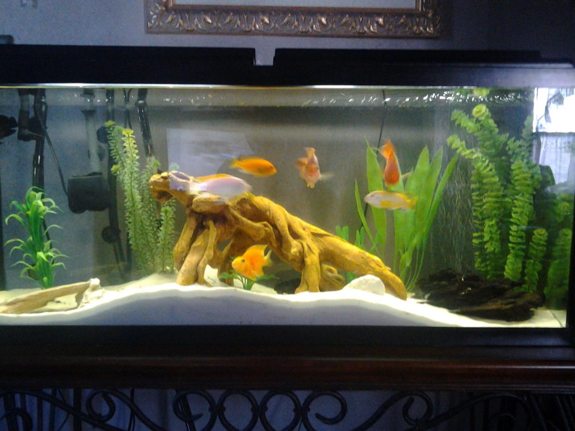 55 gallons freshwater fish tank (mostly fish and non-living decorations) - white sand, drift wood, white rocks, fake plant decorations, nexx filter, 3 African Cichlids, 4 blood parrots, Common pleco