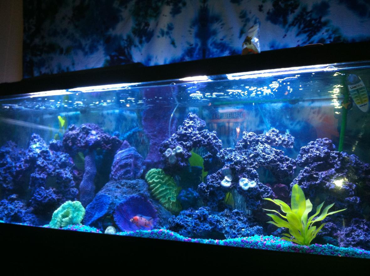 125 gallons reef tank (mostly live coral and fish)