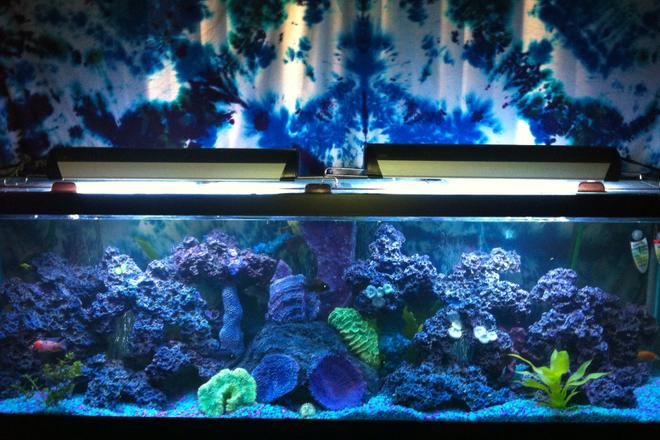 125 gallons freshwater fish tank (mostly fish and non-living decorations)