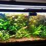55 gallons freshwater fish tank (mostly fish and non-living decorations) - My tank