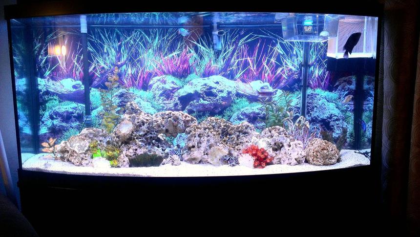 Rated #135: 125 Gallons Freshwater Fish Tank - 72 gallon Bowfront , Fluval 404
canister filter , 60 pounds of
Texas
Holey Rock