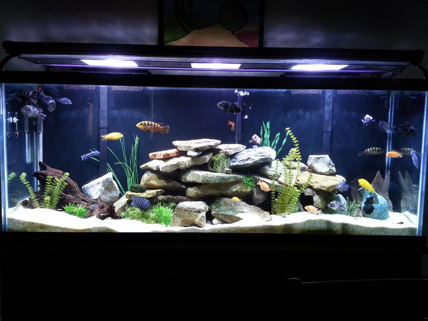 Rated #44: 150 Gallons Freshwater Fish Tank