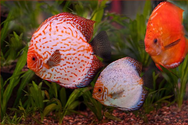 freshwater fish - symphysodon sp. - white discus stocking in 180 gallons tank - This breeding pair of Discus lay eggs in the 180 gallon community tank and nurse them to freee swimming about every 2 weeks.