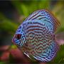 freshwater fish - symphysodon aequifasciatus - royal blue discus stocking in 180 gallons tank - New Royal Blue Discus, a very aggresive littel guy in teh 180 Gallon Community tank