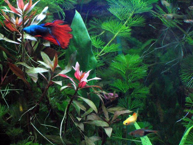 freshwater fish - betta splendens - betta - male stocking in 125 gallons tank - Here is my planted 20 gallon Xhigh. Betta Splendid blue is the star here. Family includes platy, Tetras, catfish and Loaches