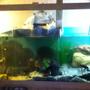 250 gallons freshwater fish tank (mostly fish and non-living decorations) - One of a kind fish tank