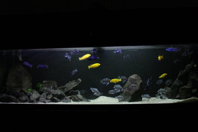 50 gallons freshwater fish tank (mostly fish and non-living decorations) - Frontosa 125g