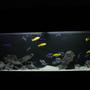50 gallons freshwater fish tank (mostly fish and non-living decorations) - Frontosa 125g
