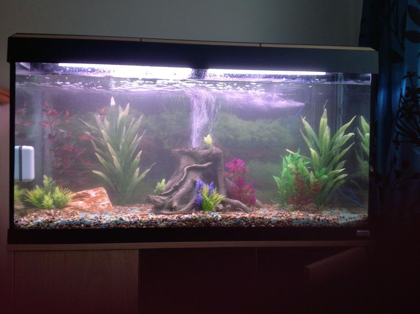 Rated #211: 44 Gallons Freshwater Fish Tank - Tank in mid cycle, no fish yet