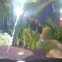 freshwater fish - paracheirodon innesi - neon tetra jumbo stocking in 15 gallons tank - My New Nano