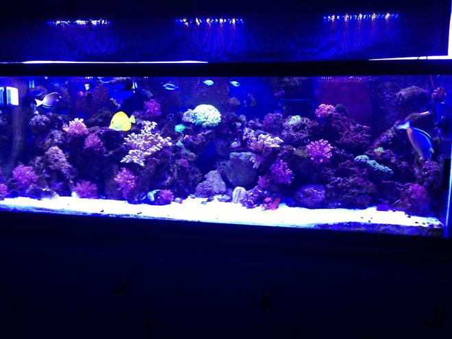 180 gallons reef tank (mostly live coral and fish) - 180 gallon reef tank