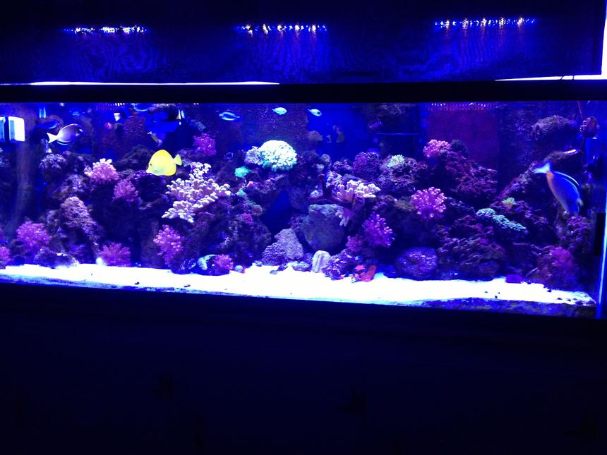 Rated #26: 180 Gallons Reef Tank - 180 gallon reef tank