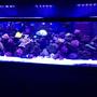 180 gallons reef tank (mostly live coral and fish) - 180 gallon reef tank