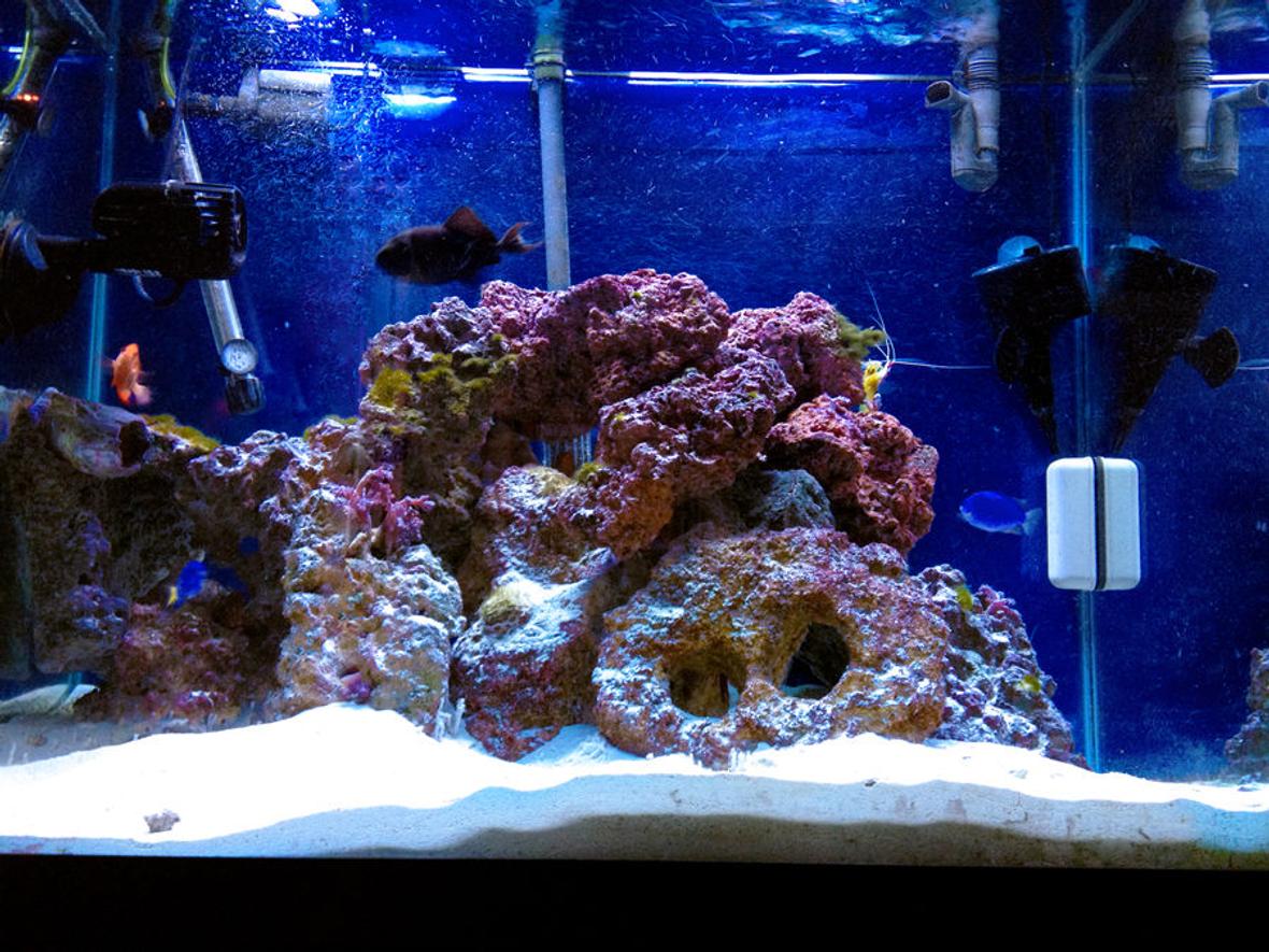 55 gallons saltwater fish tank (mostly fish, little/no live coral) - My 55 Gallon Tank