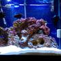 55 gallons saltwater fish tank (mostly fish, little/no live coral) - My 55 Gallon Tank
