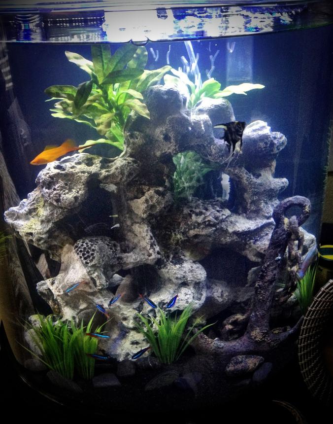 10 gallons freshwater fish tank (mostly fish and non-living decorations) - 10 Gallon Half Moon Tank
