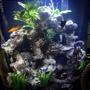 10 gallons freshwater fish tank (mostly fish and non-living decorations) - 10 Gallon Half Moon Tank