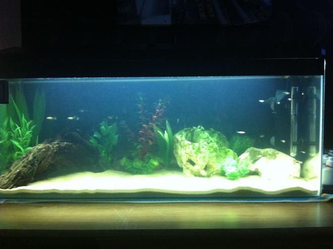 23 gallons freshwater fish tank (mostly fish and non-living decorations)