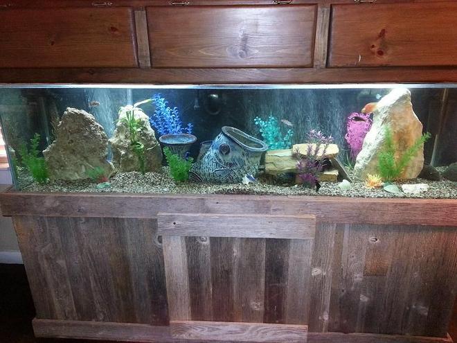 100 gallons freshwater fish tank (mostly fish and non-living decorations) - 100 Gallon Fresh Water Tank