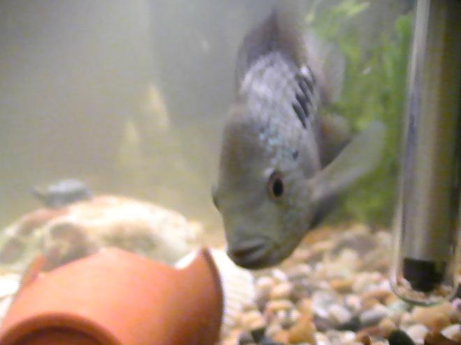freshwater fish - nandopsis octofasciatum - jack dempsey stocking in 100 gallons tank - me texas depsey excellent chicalid