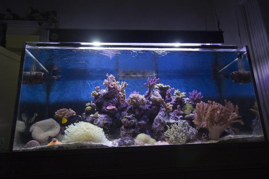 Rated #28: 150 Gallons Reef Tank