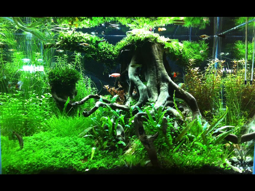 Rated #1: 31 Gallons Planted Tank - lawrence cheung 60X45X45cm tank

Root Chaser 根风