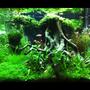 31 gallons planted tank (mostly live plants and fish) - lawrence cheung 60X45X45cm tank Root Chaser 根风